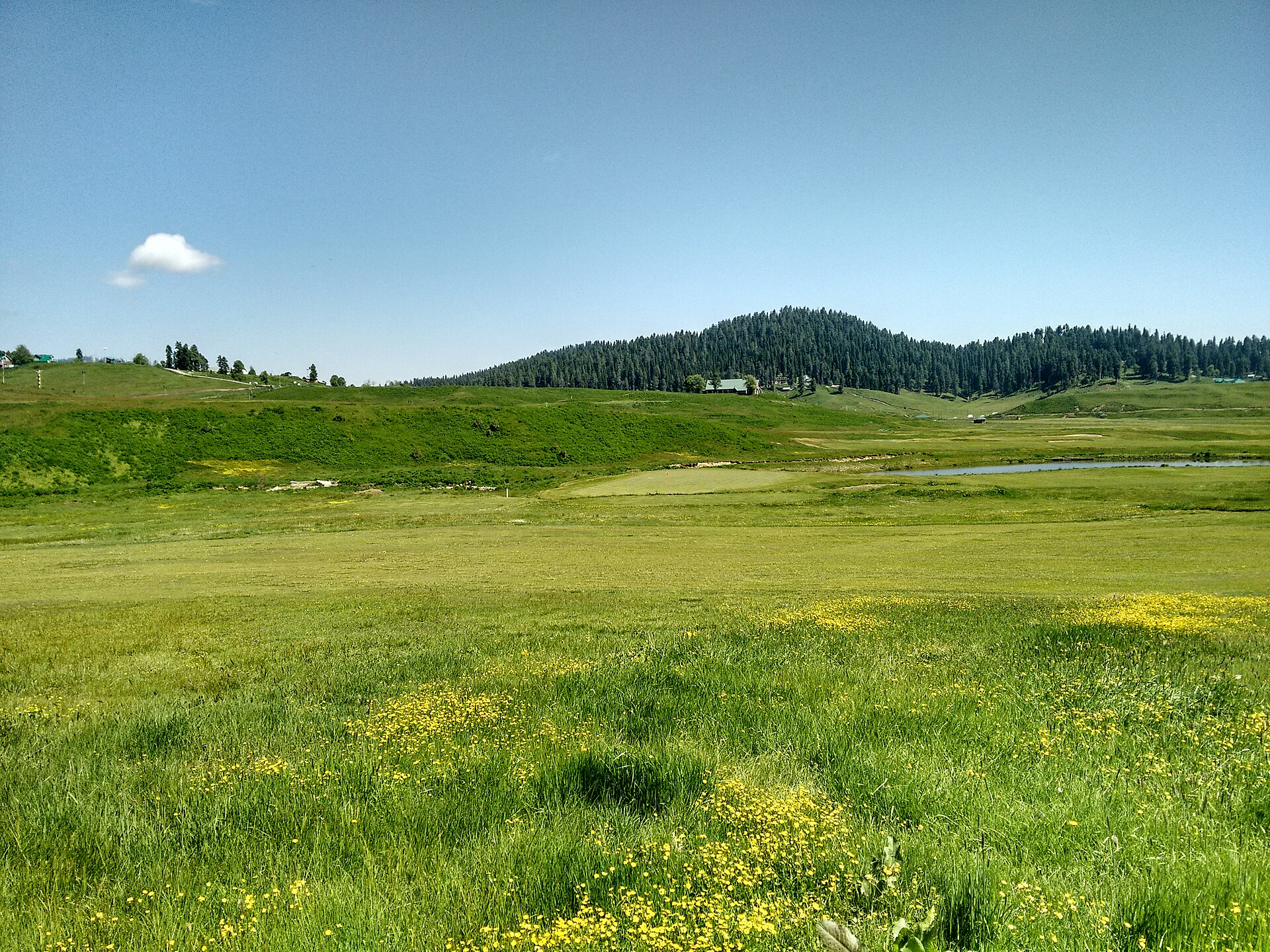 Pine forest and meadow inside the Gulmarg wildlife sanctuary, Kashmir